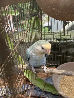Love Bird Budgerigar