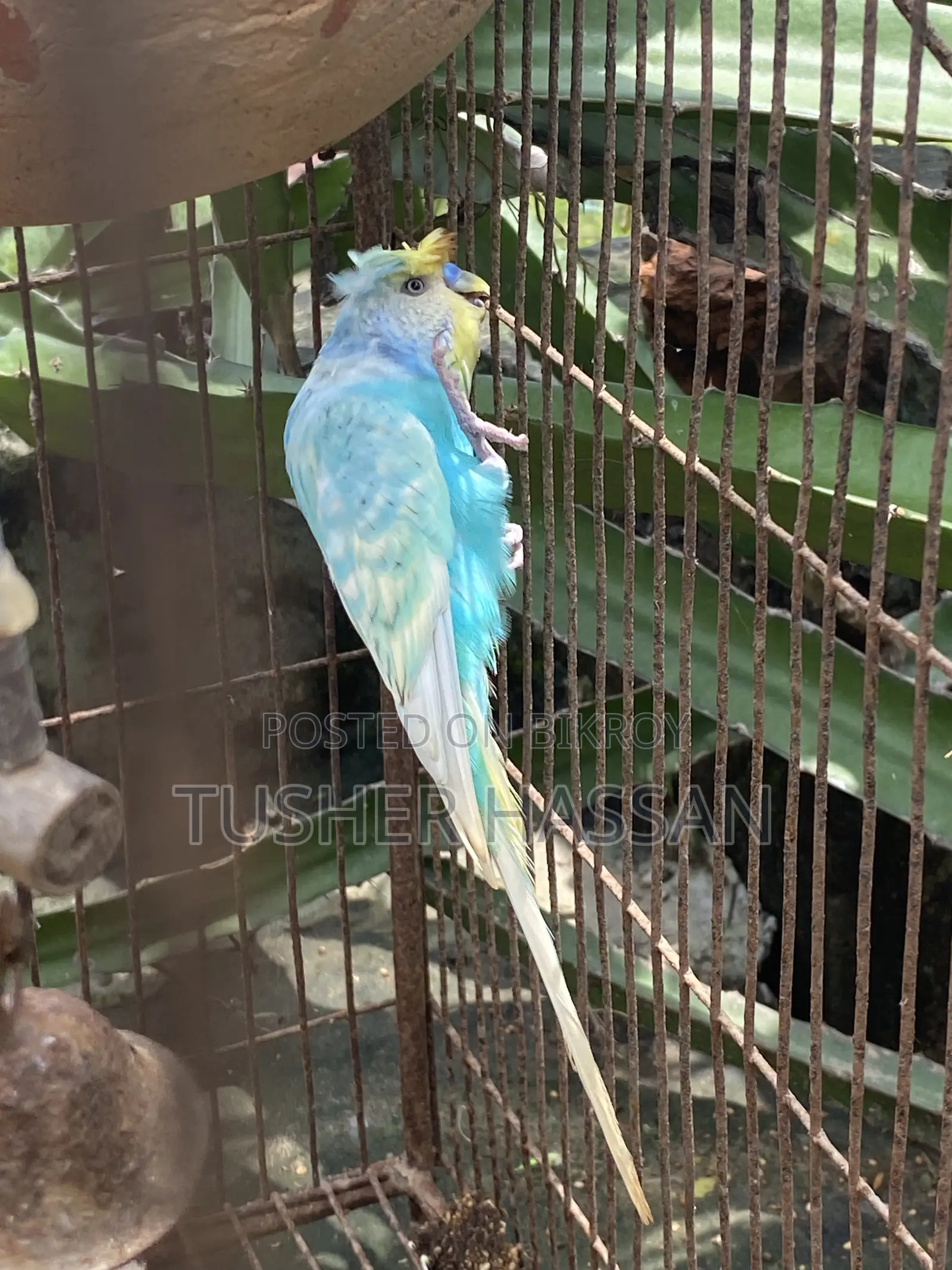 Love Bird Budgerigar