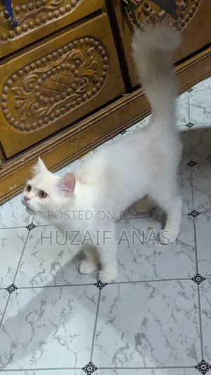 3-6 months Male Mixed Breed Persian