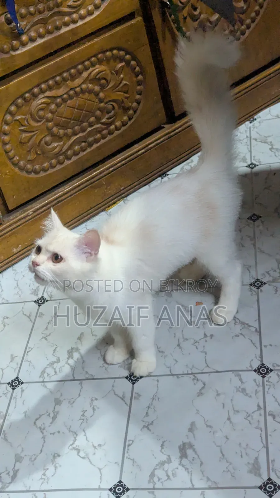 3-6 months Male Mixed Breed Persian