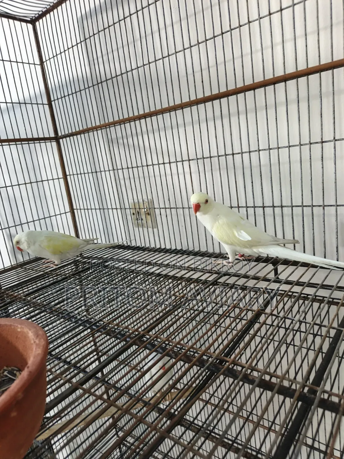 Pallid Ringneck Pair