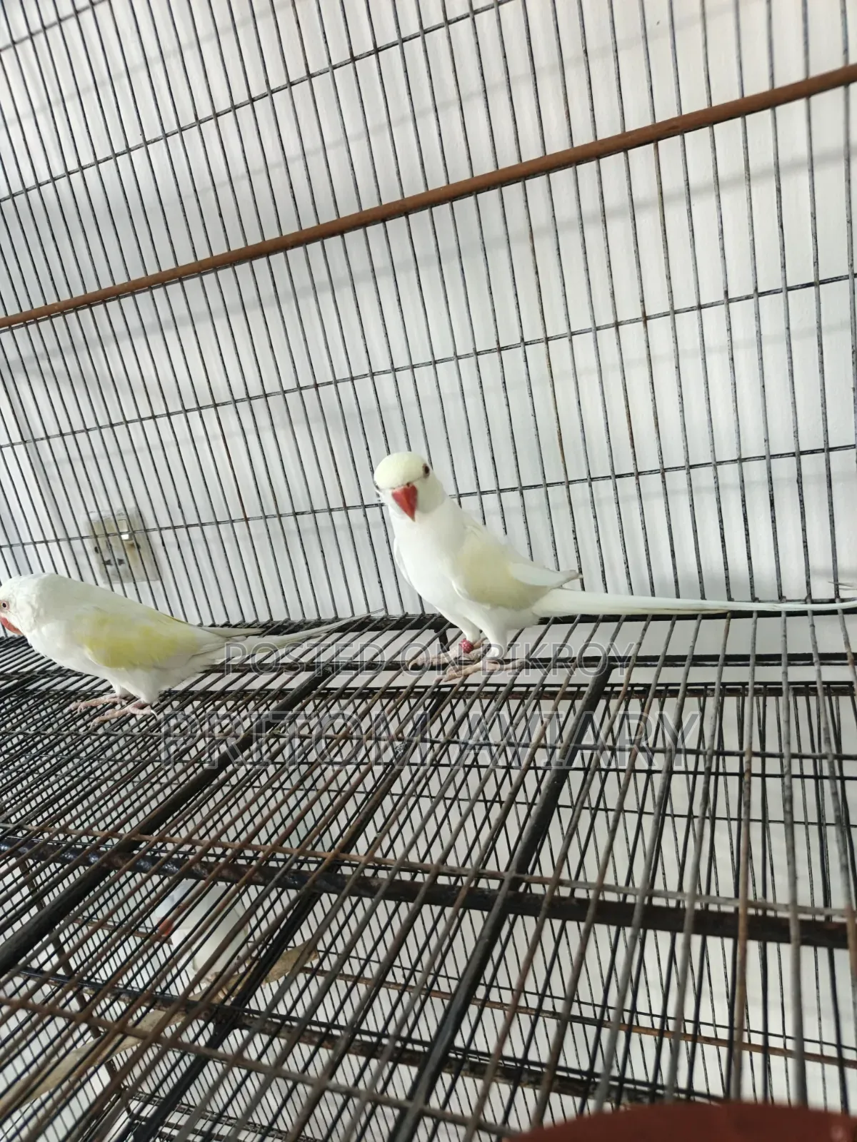 Pallid Ringneck Pair