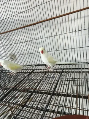 Pallid Ringneck Pair