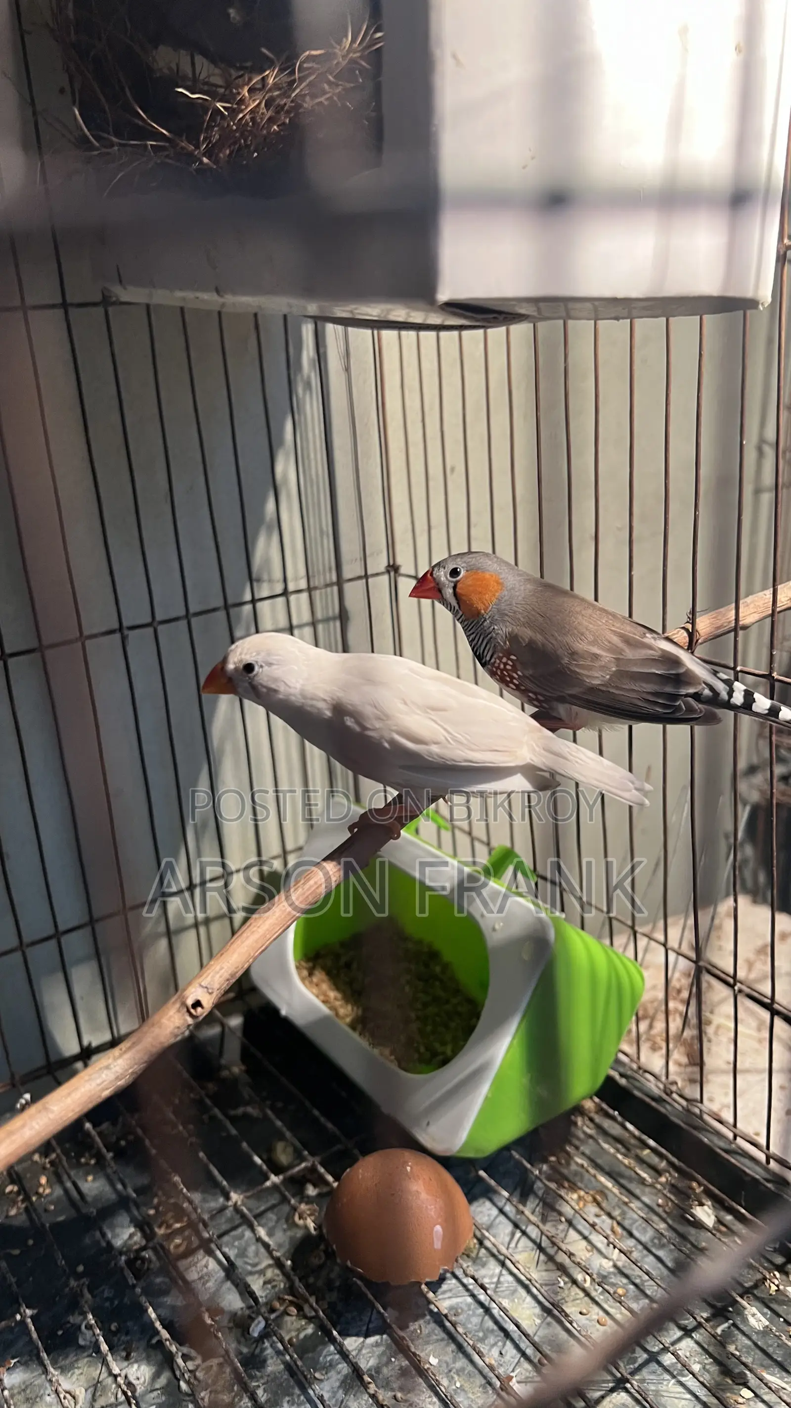 Zebra Finch