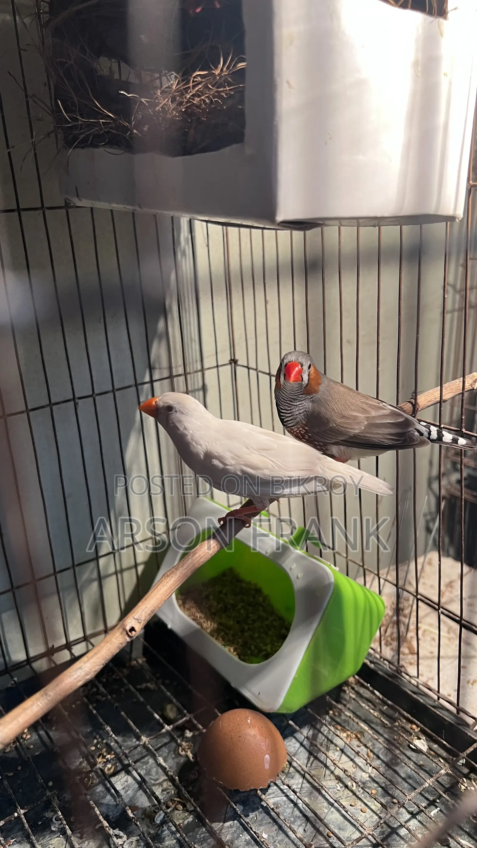 Zebra Finch
