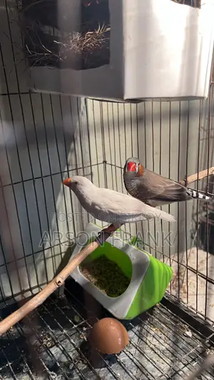 Zebra Finch