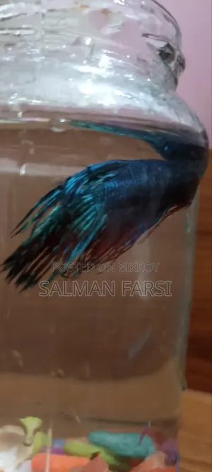 Betta Fish.