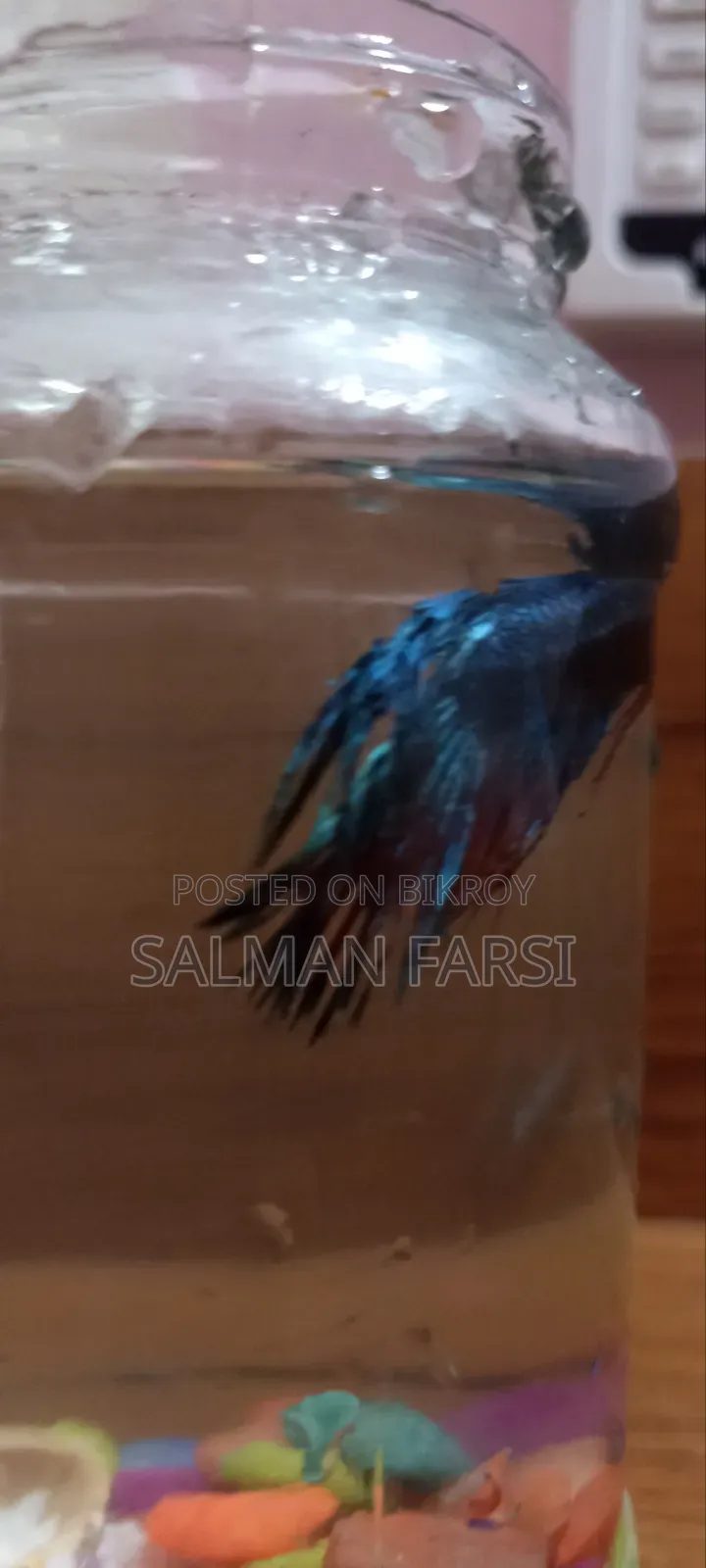 Betta Fish.