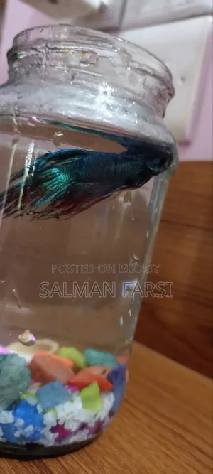 Betta Fish.