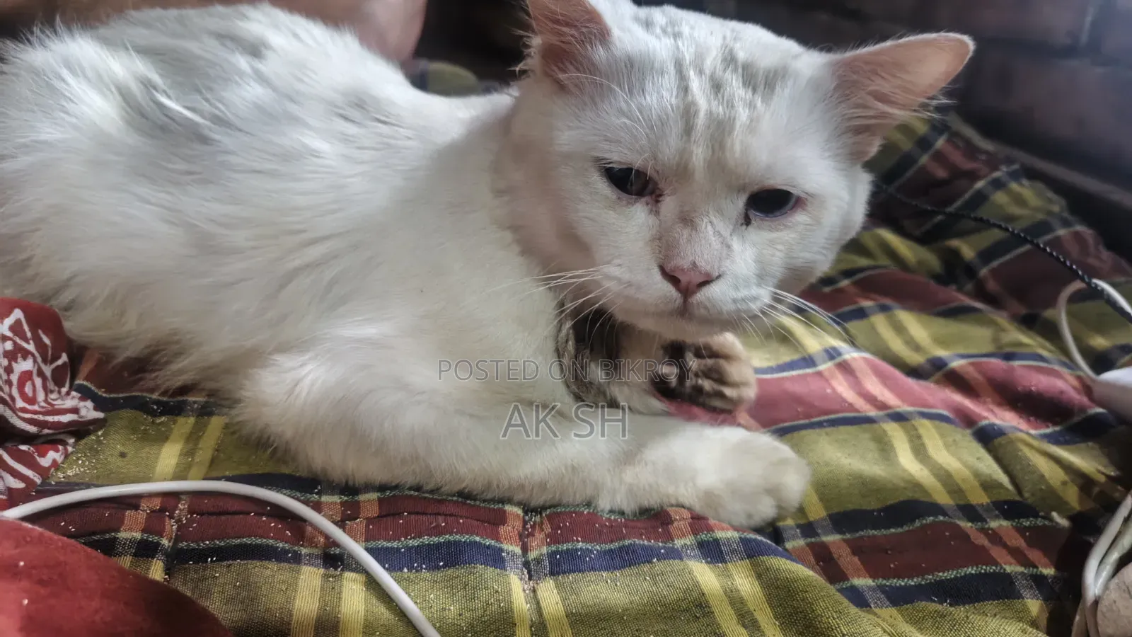 6-12 months Male Purebred Persian