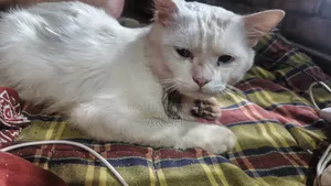 6-12 months Male Purebred Persian
