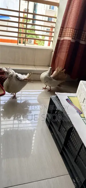 লক্ষ্যা কবুতর জোড়া