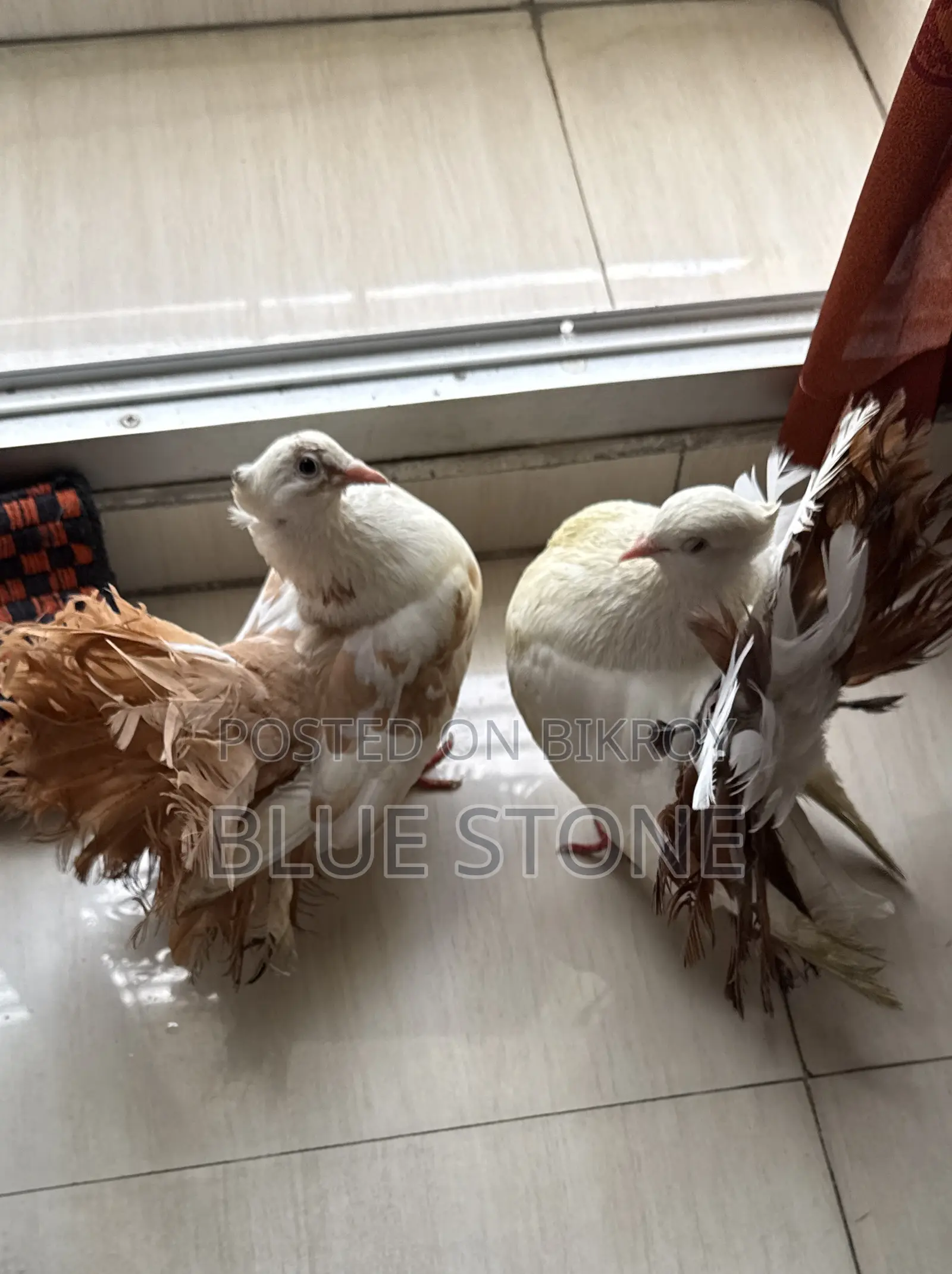 লক্ষ্যা কবুতর জোড়া