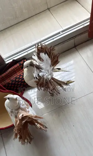 লক্ষ্যা কবুতর জোড়া
