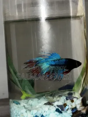 Betta Fish.