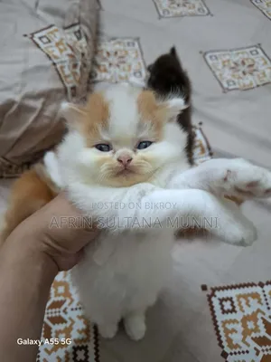 1-3 months Female Purebred Persian