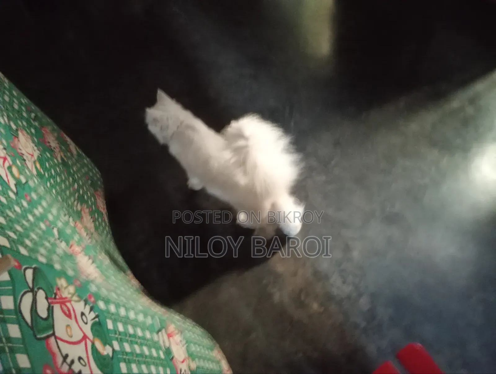 ১+ বছরের পুরুষ বিশুদ্ধ পার্সিয়ান
