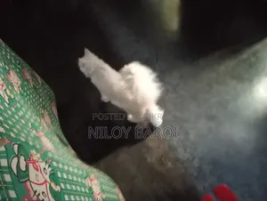 ১+ বছরের পুরুষ বিশুদ্ধ পার্সিয়ান