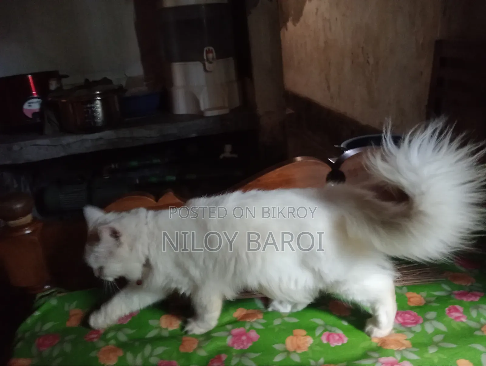 ১+ বছরের পুরুষ বিশুদ্ধ পার্সিয়ান