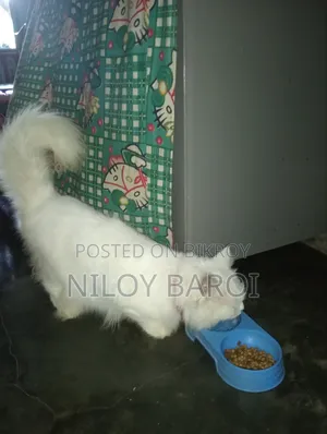 ১+ বছরের পুরুষ বিশুদ্ধ পার্সিয়ান