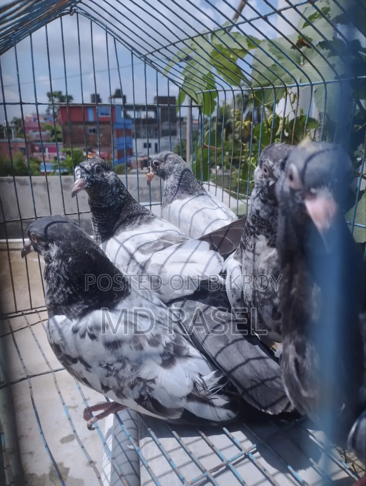 পাকিস্তানি বেবি হাই ফ্লায়ার