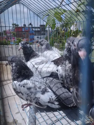 পাকিস্তানি বেবি হাই ফ্লায়ার