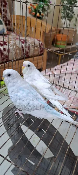 বাজরিগার পাখি সেল করা হবে