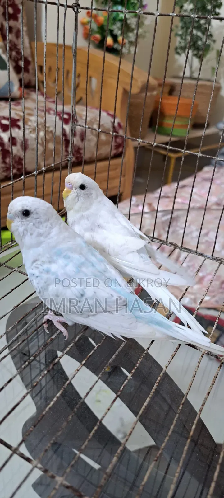 বাজরিগার পাখি সেল করা হবে