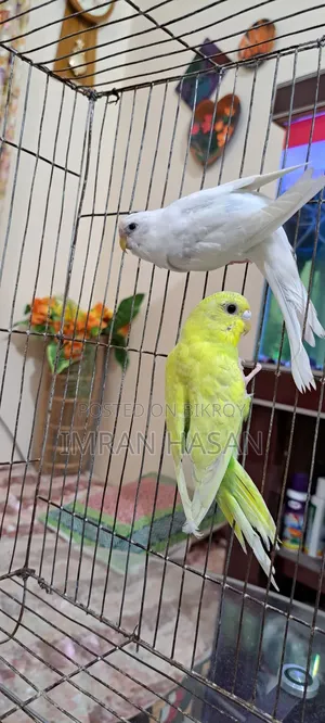 বাজরিগার পাখি সেল করা হবে