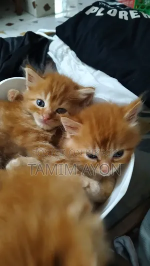 ১-৩ মাস বয়সী মহিলা বিশুদ্ধ পার্সিয়ান বিড়াল