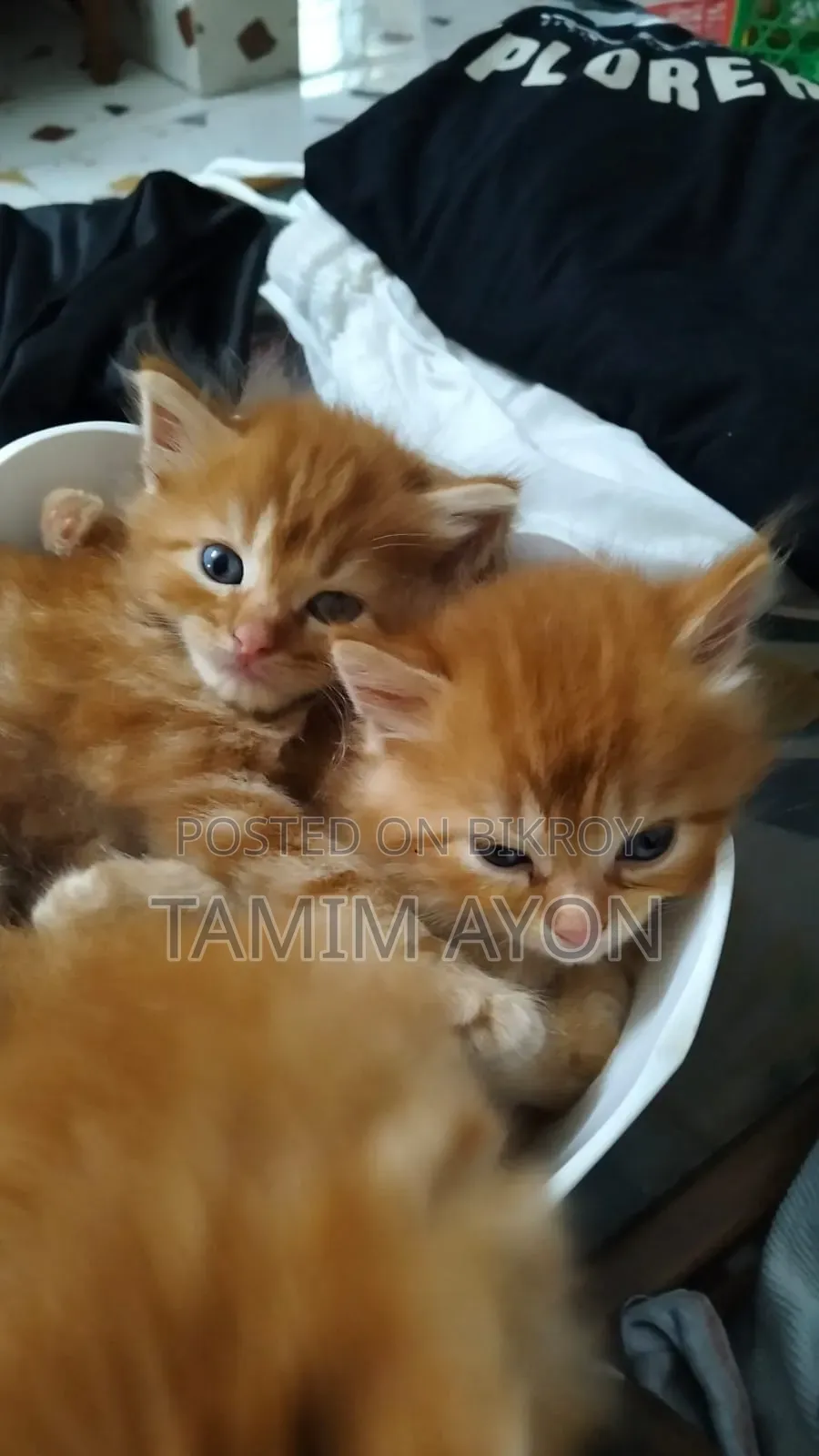 1-3 months Female Purebred Persian