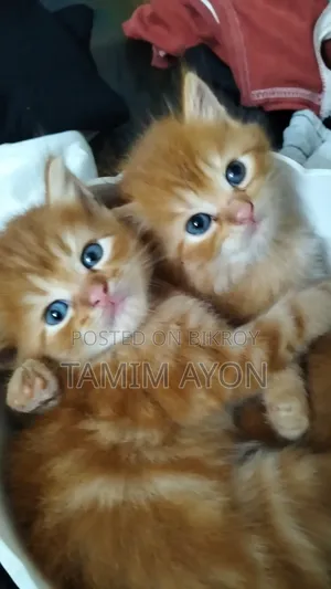 1-3 months Female Purebred Persian