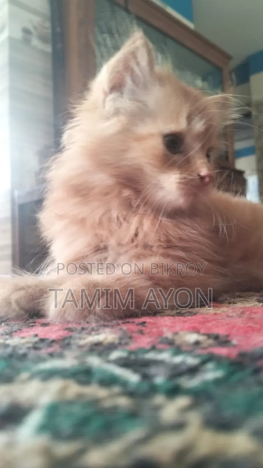 1-3 months Female Purebred Persian