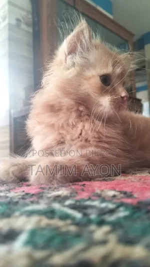 1-3 months Female Purebred Persian