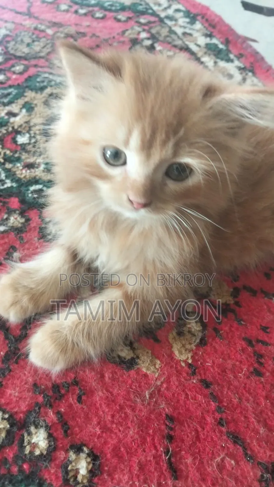 1-3 months Female Purebred Persian