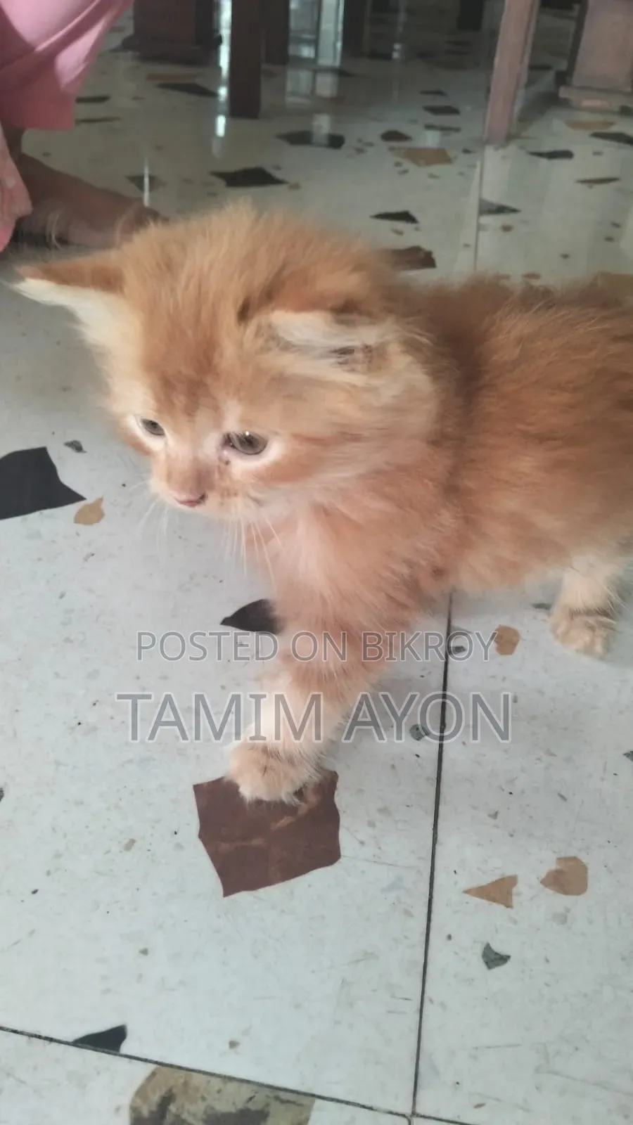 1-3 months Female Purebred Persian