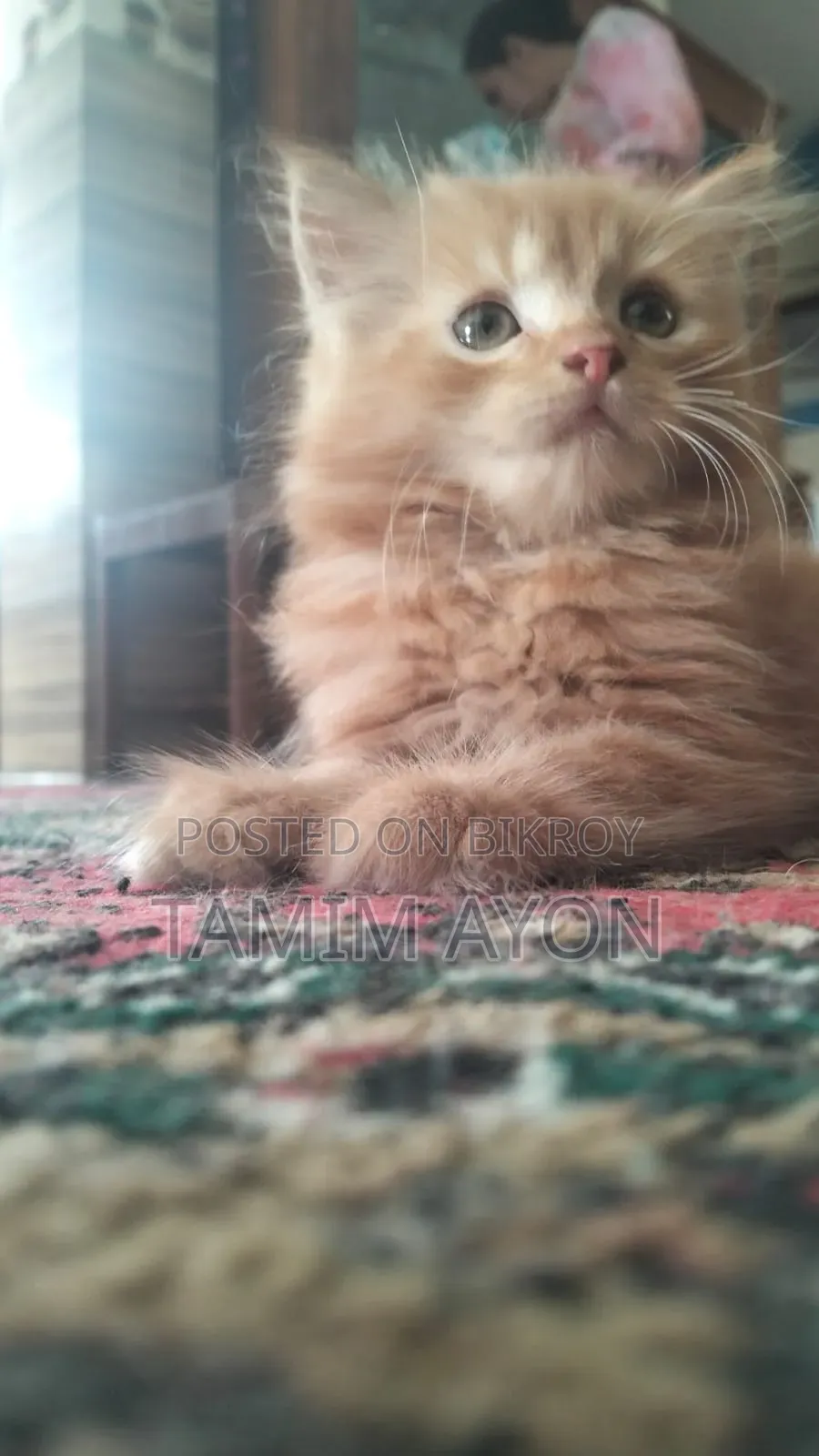 1-3 months Female Purebred Persian