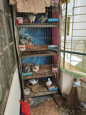 খাঁচা সহ কবুতর