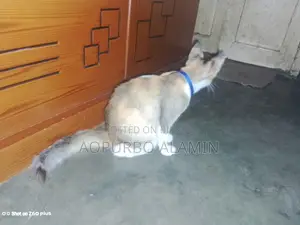 ৩-৬ মাস বয়সী মিক্সড ব্রিড পার্সিয়ান বিড়াল (মাদি)