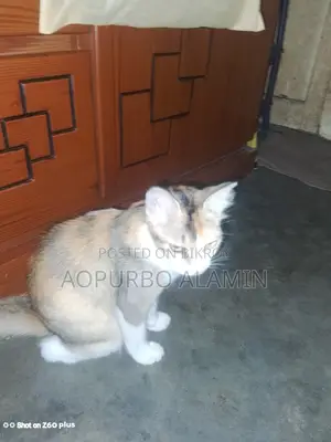 3-6 months Female Mixed Breed Persian