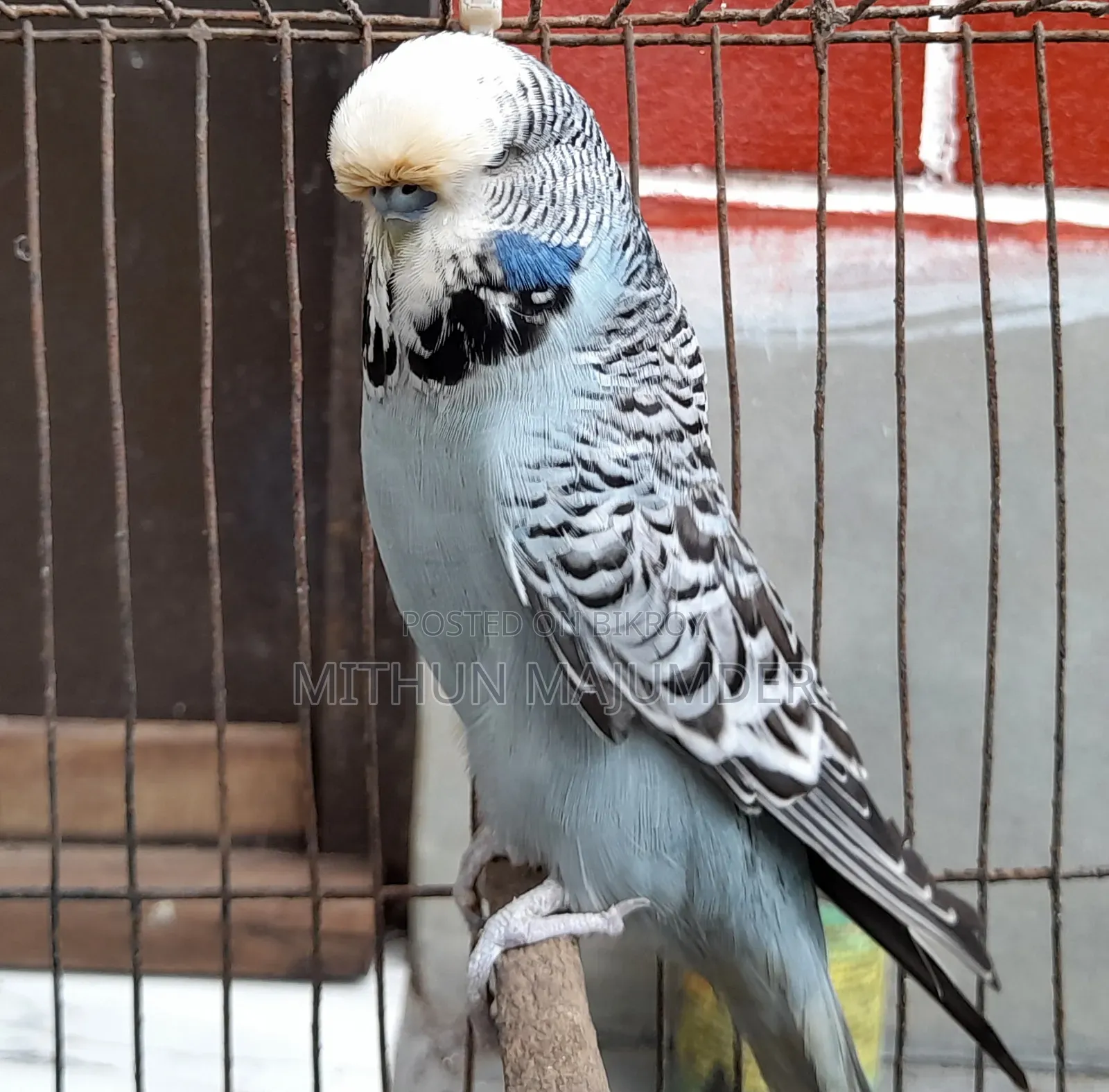 ইংলিশ বাজরিগার