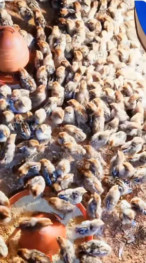 Contact us now to get 1-day-old Fayoumi chicken chicks