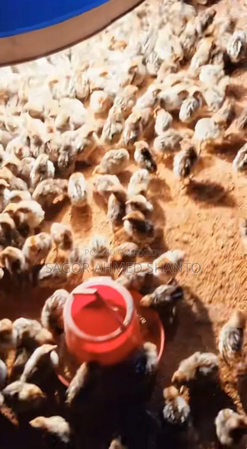 Contact us now to get 1-day-old Fayoumi chicken chicks