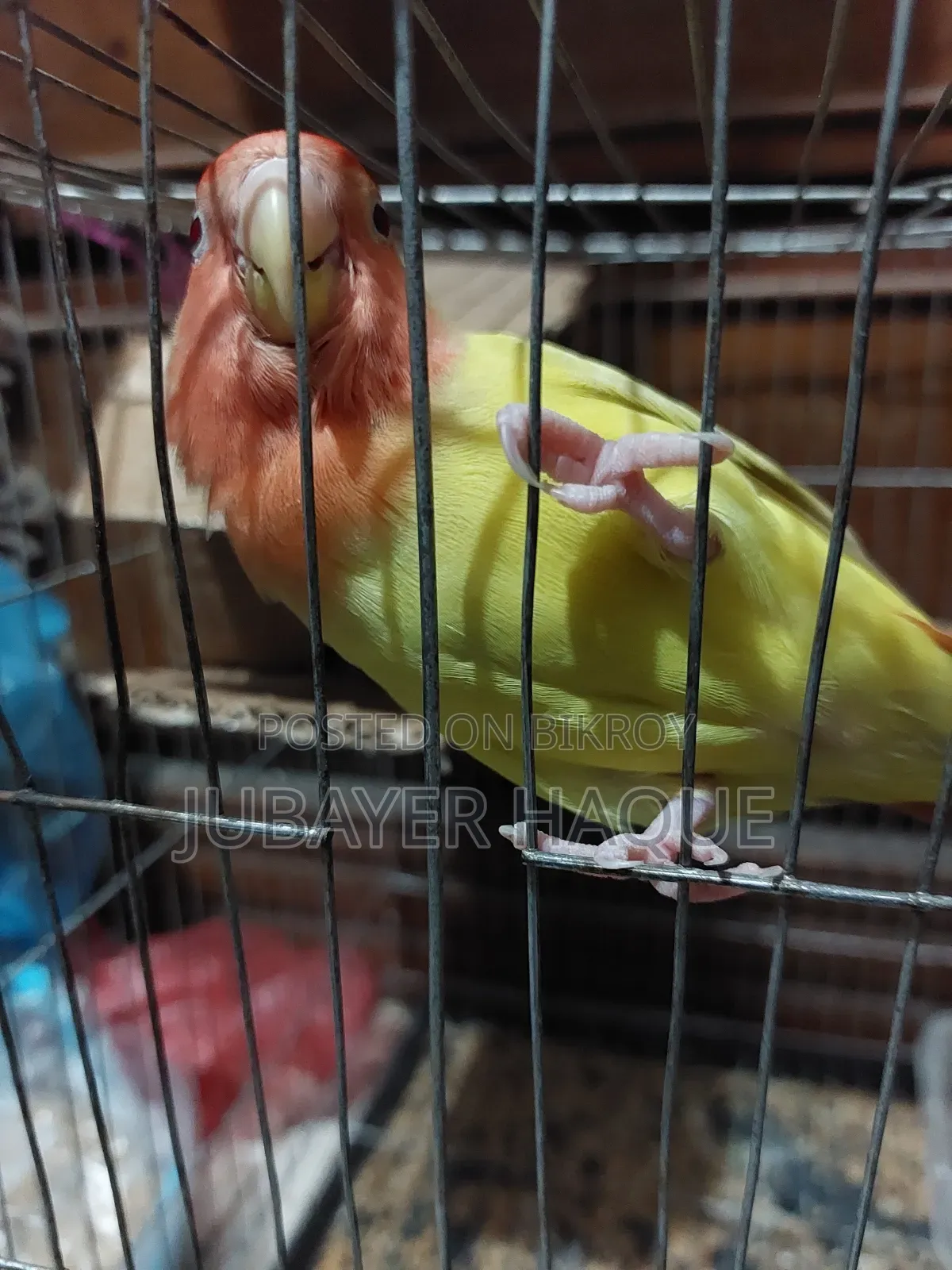 একটি পুরুষ লাভ বার্ড প্রয়োজন