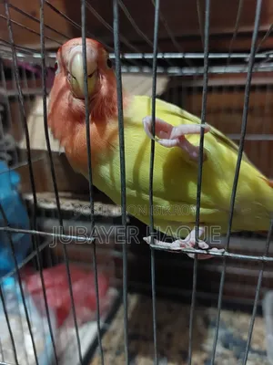 একটি পুরুষ লাভ বার্ড প্রয়োজন