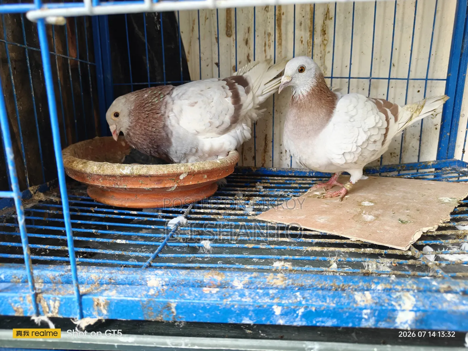 লাইট মিলি রেসার Mili Racer Homa