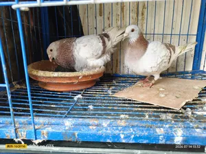 লাইট মিলি রেসার Mili Racer Homa