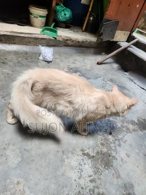 ১+ বছরের পুরুষ পিওরব্রেড এক্সোটিক