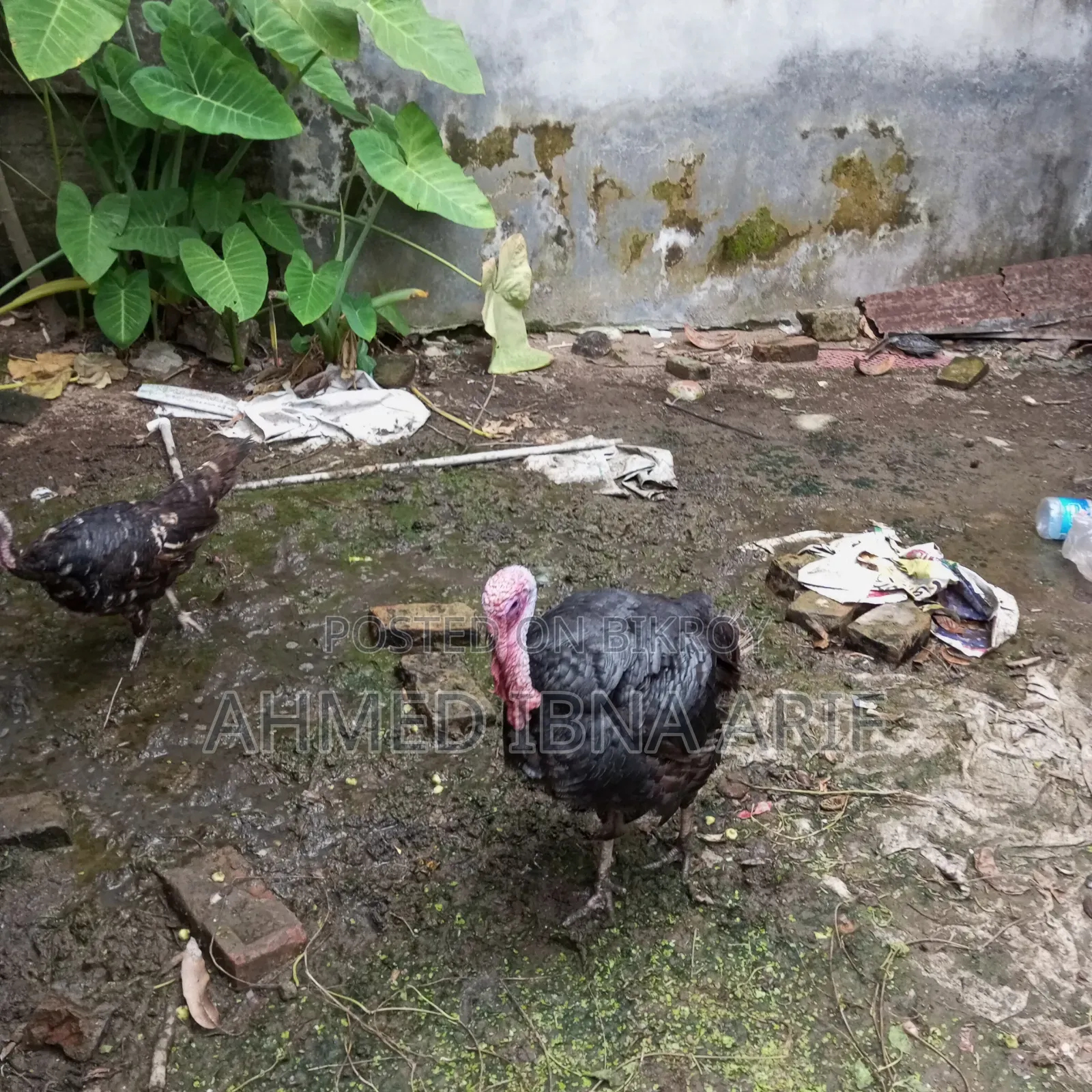 Running Turkey 1 Pair