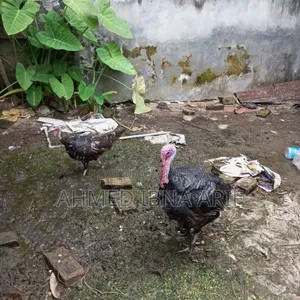 Running Turkey 1 Pair